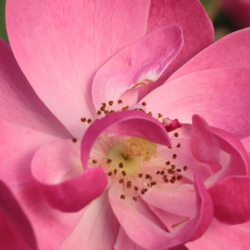 Online rózsa kertészet - parkrózsa - rózsaszín - Rosa Angela® - intenzív illatú rózsa - Reimer Kordes - A csésze alakú, rózsaszínű virágok olyan tömegben nyílnak, hogy nyár közepén teljesen beborítják az alacsony bokrot.